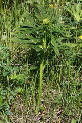 Lilium debile