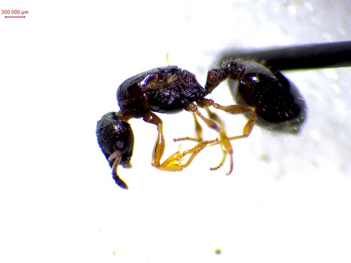 Temnothorax nadigiTemnothorax nadigi