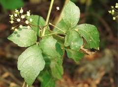 Eleutherococcus trifoliatus