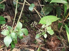 Eleutherococcus trifoliatus