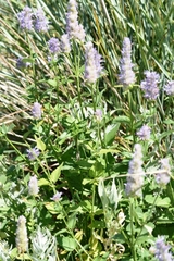 Agastache occidentalis