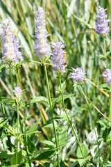 Agastache occidentalis
