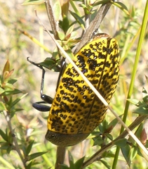 Stigmodera macularia