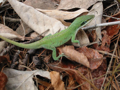 Anolis carolinensis