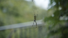 Trichonephila clavata