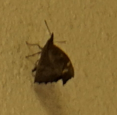 Libythea lepita celtoides