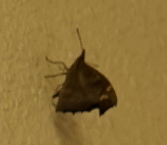 Libythea lepita celtoides