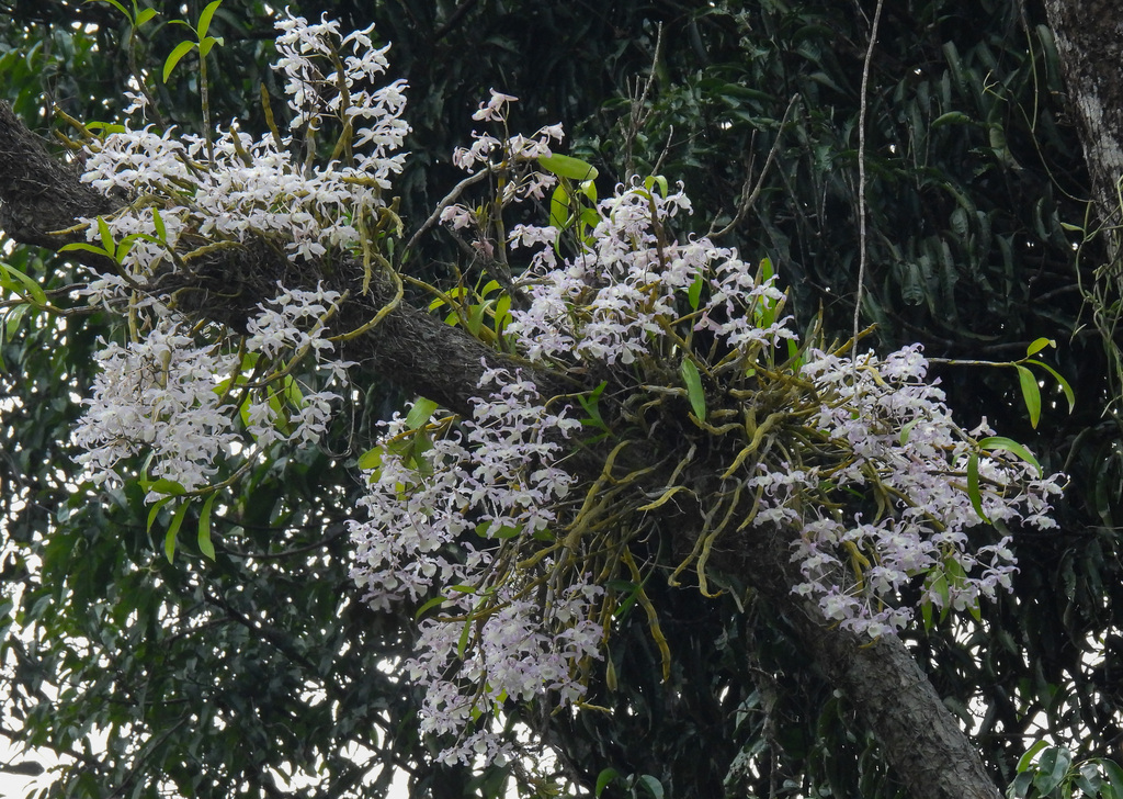 Dendrobium tortile; photograph Rejoice Gassah, CC BY, iNaturalist via GBIF