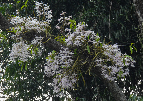 Dendrobium tortile