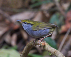 Grey-Bellied Tesia photo 2