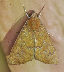 Anomis illita