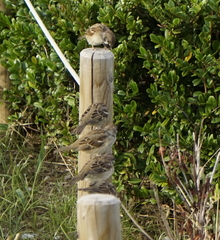 Passer montanus