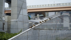Passer montanus