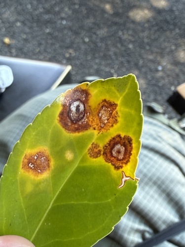 Colletotrichum gloeosporioides