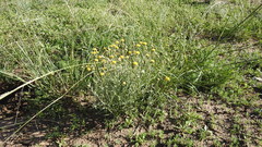Leiocarpa brevicompta