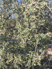 Condalia warnockii