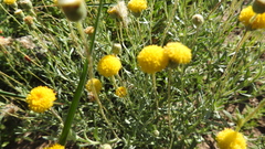 Leiocarpa brevicompta