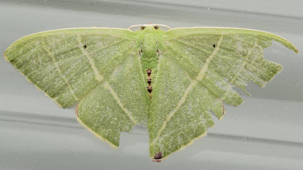 Urolitha bipunctifera