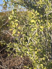 Schaefferia cuneifolia