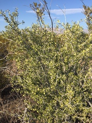 Schaefferia cuneifolia