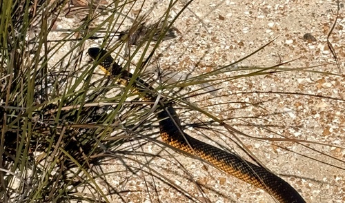 Western Tiger Snake sighting