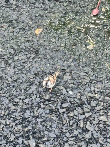 House Sparrow