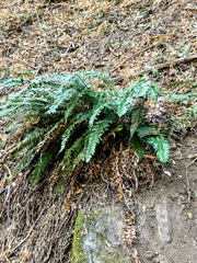 Polystichum imbricans imbricans
