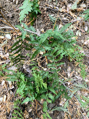 Polystichum imbricans imbricans