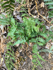 Polystichum imbricans imbricans