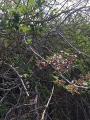 Piscidia carthagenensis