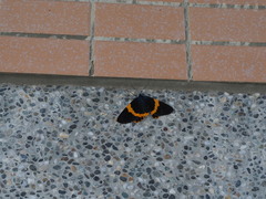 Milionia zonea pryeri