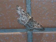 Percnia suffusa