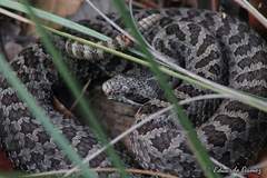 Crotalus pricei