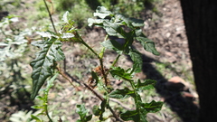 Solanum coracinum