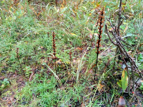 Bartling's Broomrape (Orobanche bartlingii)
