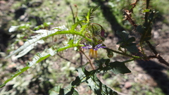 Solanum coracinum