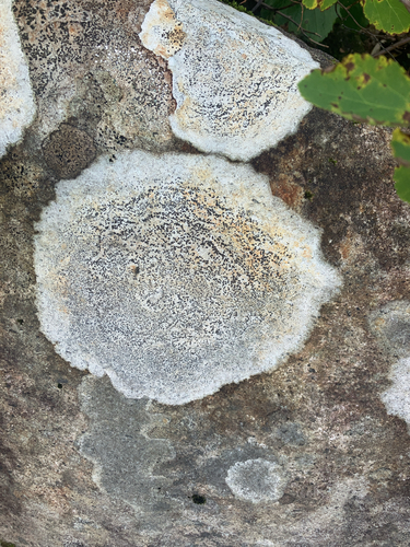 Porpidia albocaerulescens