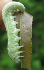 Pseudoclavellaria amerinae