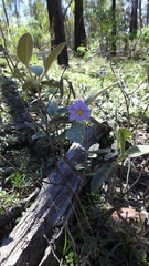 Solanum jucundum