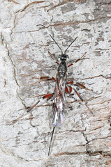 Xorides calidus