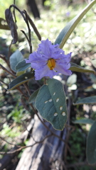Solanum jucundum