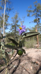 Solanum jucundum