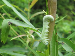 Pseudoclavellaria amerinae