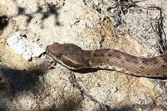 Crotalus willardi meridionalis