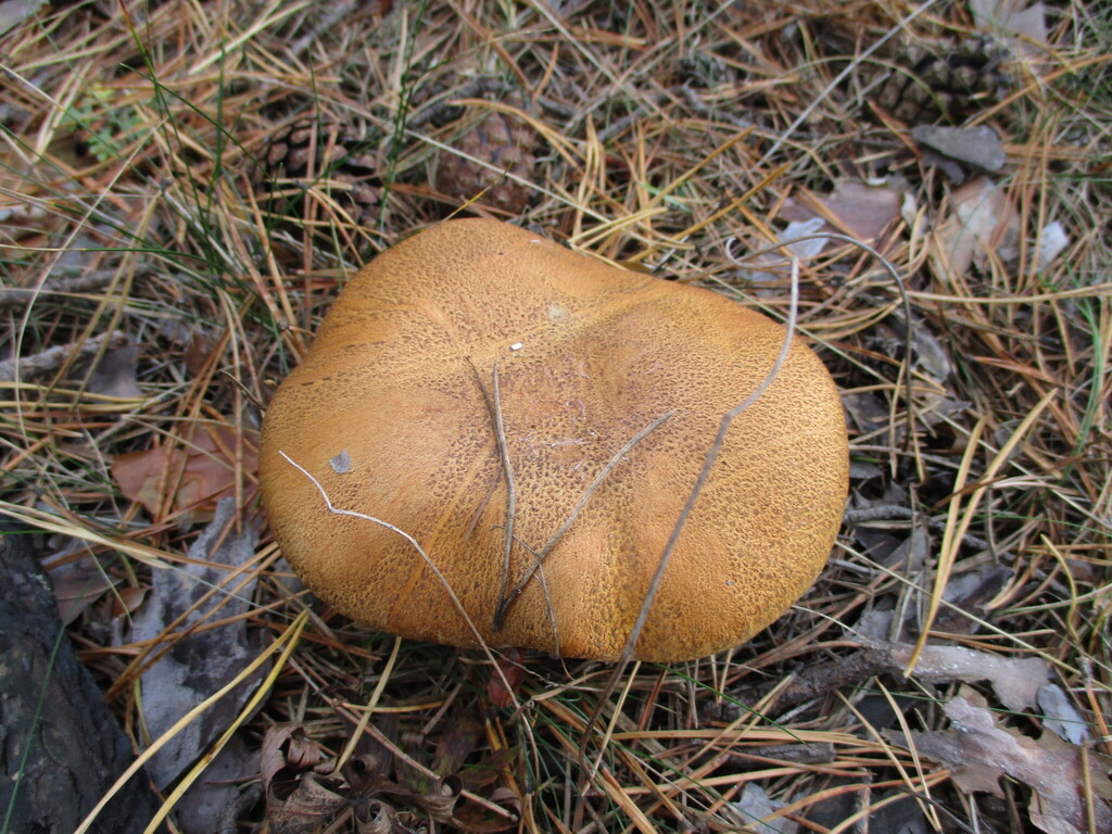 Suillus variegatus