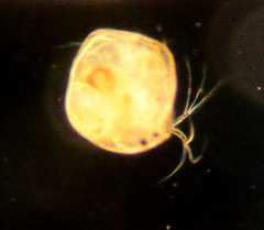 Chydoridae