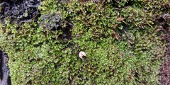 Mulsantina mexicana