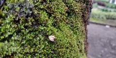 Mulsantina mexicana