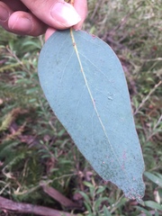 Eucalyptus delegatensis