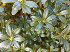 Daphne arisanensis